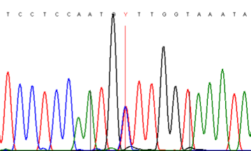 Heterozygous SNP